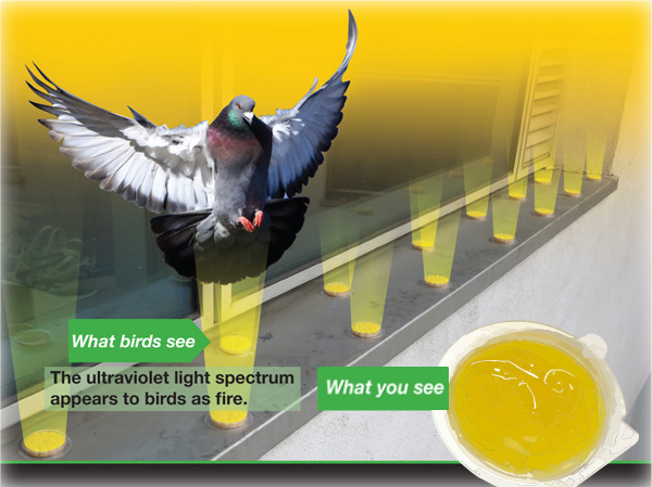 Bird Free Optical Gel - Image 9